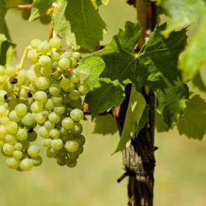“The True Vine” John 15:1-4